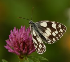 309A0145-DxO_500mm_marbled_white_butterfly.jpg