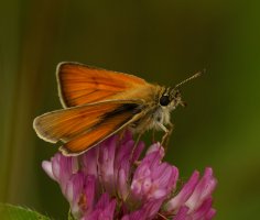 309A0461-DxO_1000mm_Essex_Skipper_Butterfly_g.jpg