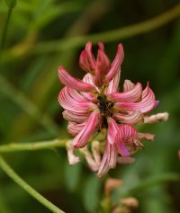 309A0118-DxO_500mm_sainfoin.jpg