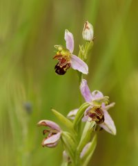 309A0238-DxO_500mm_bee_orchid-lssm.jpg