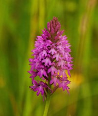 309A0530-DxO_1000mm_pyramidal_orchid_orchid_ca_CA_small.jpg