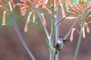 Hummers2--3.jpg