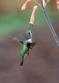 Hummers2--13.jpg