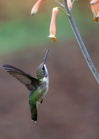 Hummers2--15.jpg