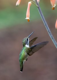 Hummers2--18.jpg