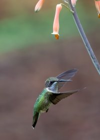 Hummers2--19.jpg