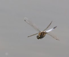 309A0892-DxO_black-tailed_skimmer_flying-lssm.jpg