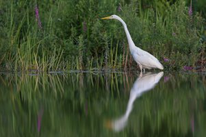 Great egret 10.jpg
