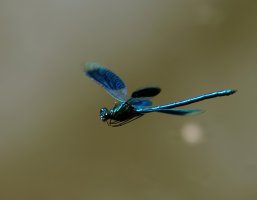 309A1226-DxO_banded_demoiselle_flying-2_00x.jpg