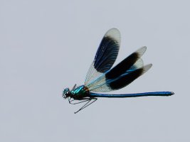 309A1221-DxO_banded_demoiselle_flying-2_00x.jpg