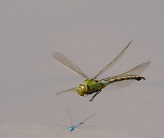 309A1208-DxO_Female_empress_dragonfly_flying-0.4-2_00x.jpg