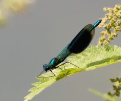 309A1236-DxO_banded_demoiselle-lssm.jpg