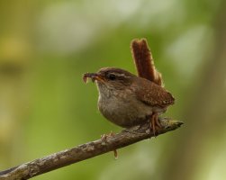 309A1261-DxO_wren+insects_2_00x.jpg