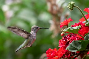 Hummingbird - K1A7846 - DxO.jpg