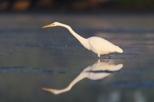 Great egret hunting.jpg