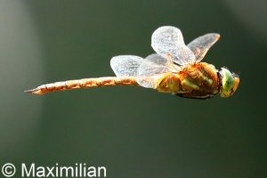 green_eyed_hawker_DIF18.JPG