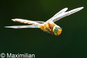 green_eyed_hawker_DIF20.JPG