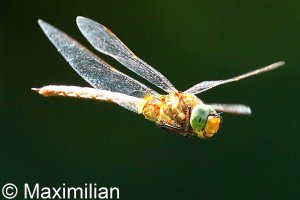 green_eyed_hawker_DIF21.JPG