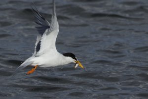 Zwergseeschwalbe mit Fisch 2 Beadnell 17-06-2019.JPG