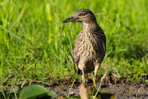 Black-crown Night Heron (Juvenile).jpg