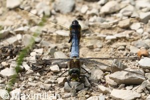 skimmers_mating_5.JPG