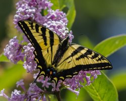 Tiger Swallowtail Butterfly - K1A5336.jpg