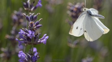 small cabbage white.jpg