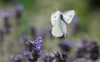 small cabbage white_03.jpg