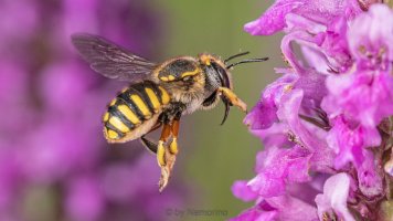 Anthidium manicatum.jpg