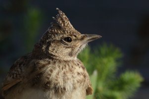 Haubenlerche jung Portrait Waghäusel 01_06_2020.JPG