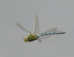 Emperor_Dragonfly_flying_GIF3_4sec.gif