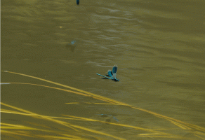 Banded_demoiselle_darting_around.gif
