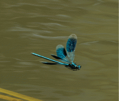 Banded_demoiselle_flying_2.gif