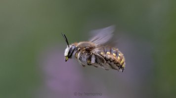 Anthidium manicatum BIF.jpg