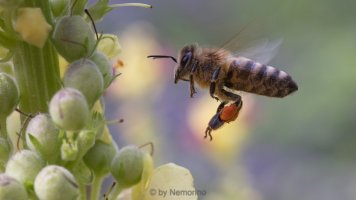 Common Bee IF.jpg