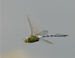 Emperor_Dragonfly_flying_slow_motion.gif