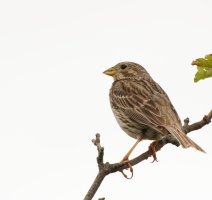 309A2632-DxO_corn_Bunting.jpg