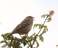 309A2997-DxO_1000_corn_bunting_singing+1.jpg