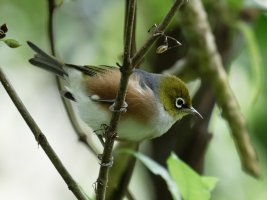 silvereye_3Q7A7695_DxO_small.jpg