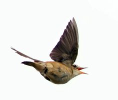 309A3155-DxO_sedge_warbler_flying-LSsm1_40xl_Auto.jpg