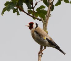 309A3074-DxO_Goldfinch+LS2.jpg