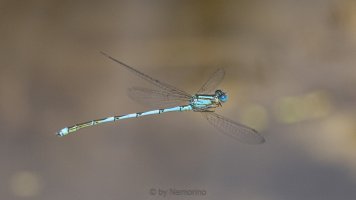 Coenagrion.jpg