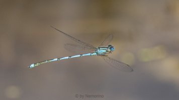 Coenagrion.jpg