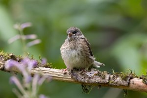 Dark Eyed Junco (juvenile) - K1A0521 - DxO.jpg