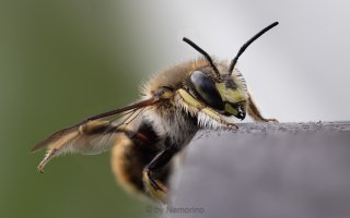 carder wool bee.jpg