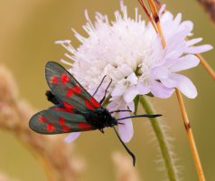 309A3752-DxO_6-spot_Burnet-ls-sm.jpg