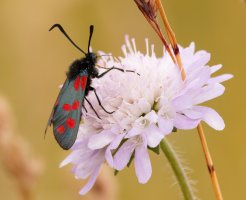 309A3785-DxO_6-spot_Burnet.jpg