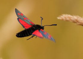 309A3845-DxO_6-spot_Burnet_flying-1-ls-sm.jpg