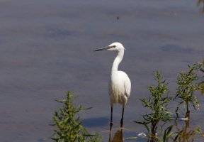 309A4548-DxO_500mm_little_egret_vg-small_giga.jpg