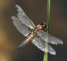 309A4776-DxO_500mm_4_spot_chaser_dragonfly_very_nibbled+wings.jpg